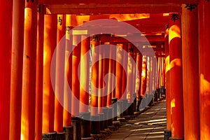 Senbon torii path in Fushimi Inari-taisha, kyoto, japan photo